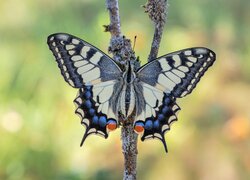 Motyl, Paź królowej, Patyk, Rozmyte, Tło