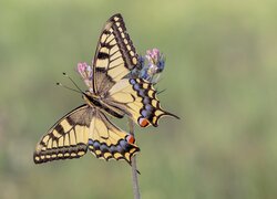 Motyl, Paź królowej, Roślinka, Zbliżenie