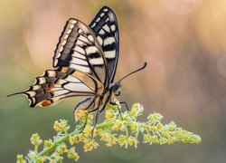 Motyl, Paź królowej, Roślina, Makro