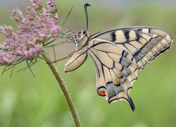 Motyl, Paź królowej, Różowy, Kwiatek