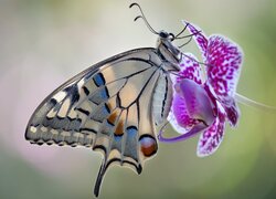 Motyl, Paź królowej, Kwiat, Storczyk