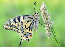 Motyl, Paź królowej, Źdźbło, Trawa