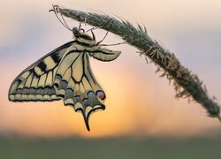 Motyl, Paź królowej, Trawa, Źdźbło