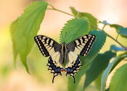 Motyl, Paź królowej, Listki, Zielone, Zbliżenie