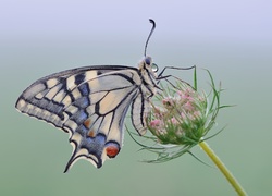 Motyl, Paź królowej, Roślina