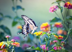 Motyl, Paź królowej, Kwiaty
