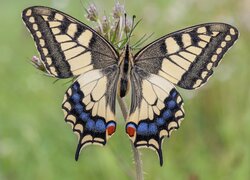 Motyl, Paź królowej, Roślinka