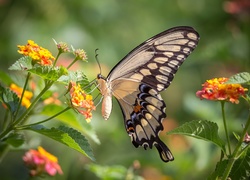 Motyl, Paź królowej, Kwiaty