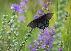 Motyl, Paź linderowiec, Kwiaty