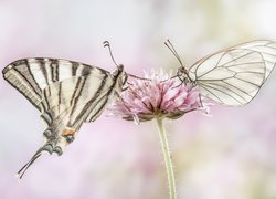 Paź żeglarz i niestrzęp głogowiec na kwiatku