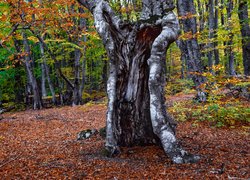 Pęknięty pień drzewa w jesiennym lesie