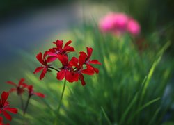 Pelargonie