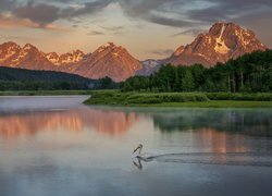 Pelikan na rzece Snake River i rozświetlone góry Teton Range