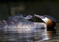 Perkoz dwuczuby karmiący owadem pisklę