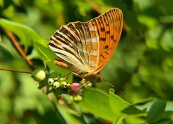 Perłowiec malinowiec, Samiec, Motyl