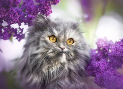 Perski kot wśród gałązek bzu