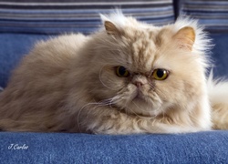 Perski kot wyleguje się na kanapie