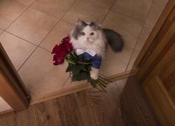 Perski kot z bukietem róż gotowy do wyjścia