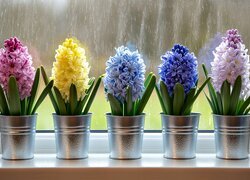 Hiacynty, Kolorowe, Kwiaty, Okno, Deszcz, Grafika