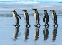 Pięć pingwinów cesarskich