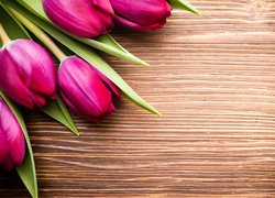 Pięć różowych tulipanów