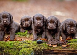 Pięć szczeniaków labradora retrievera