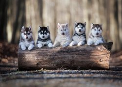 Pięć szczeniaków siberian husky