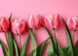 Pięć tulipanów na różowym tle