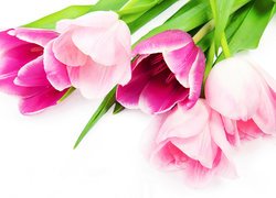 Pięć tulipanów