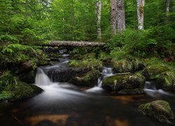 Pień drzewa nad leśną rzeką