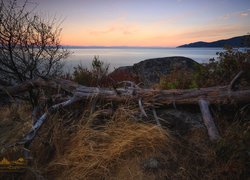 Zachód słońca, Morze, Trawy, Konar, Drzewo, Skały, Whytecliff Park, West Vancouver, Kolumbia Brytyjska, Kanada