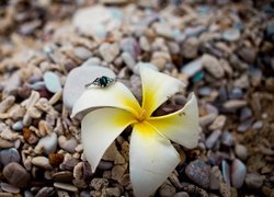 Kwiat, Plumeria, Kamienie, Pierścionek