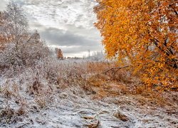Pierwszy śnieg na jesiennych drzewach i roślinach