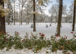 Pierwszy śnieg w parku