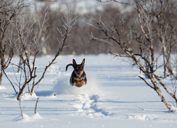 Pies biegnący po puszystym śniegu