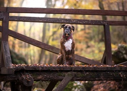 Pies bokser na moście wśród jesiennych liści