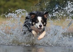 Border collie, Woda