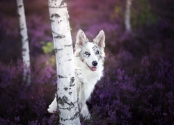 Border collie, Las, Brzozy, Wrzos