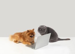 Pies, Kot, Laptop