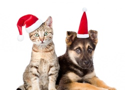 Pies i kot w czapeczkach świątecznych