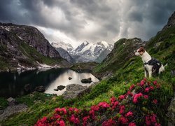 Góry, Jezioro, Pies, Kwiaty, Różaneczniki, Chmury