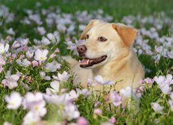 Pies leżący pośród kwiatów