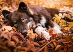 Pies leżący w jesiennych liściach