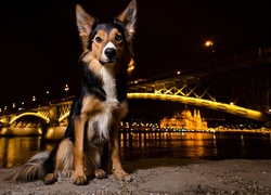 Pies na brzegu Dunaju z oświetlonym Mostem Małgorzaty w tle