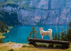 Jezioro Oeschinen, Góry, Alpy Berneńskie, Ławka, Pies, Kanton Berno, Szwajcaria