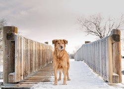 Pies na ośnieżonym mostku