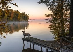 Jezioro, Pomost, Pies, Drzewa, Mgła, Jesień