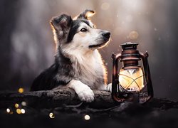 Pies obok lampy naftowej
