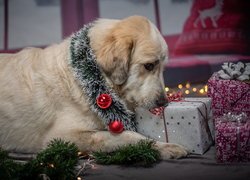 Pies, Ozdoby, Świąteczne, Prezenty