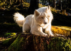 Biały, Pies, Drzewa, Pniak